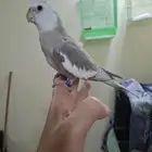 بيع كروان متكلم