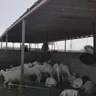 اغنام حريات طليان وتيوس للبيع