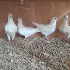 حمام فرنسي للبيع الجوز 30ريال