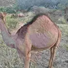 قعود فاخر على حليب أمه