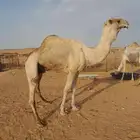 جمل سلاله منتج