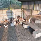 صوص دجاج بلدي الألوان فواتح