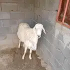 باشوت بلقرن