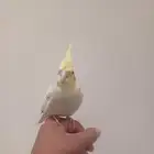 كروان أليف