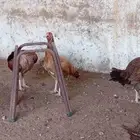دجاج باكستاني