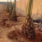 نخيل القصيم
