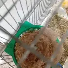 للبيع جوز كناري سوري