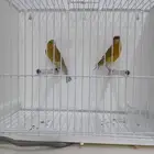 زوج كناري جاهز ( تم البيع )