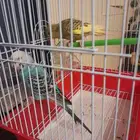 2 budgie for sale
