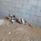 دجاجه بلديه معها خمس 3 ديكو وفروجتين عيالها كبار ثلاث شهور