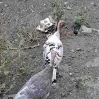 دجاج رومي