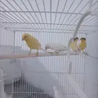 كناري
