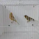 زوج كناري بفروخه ( تم البيع )