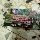 ابوياسين لبيع جميع انواع النخيل البلدي والواشنطن