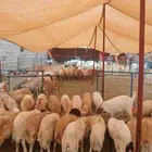 طليان رفيدي مستور وتيوس مستورده