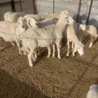 ضان مواليد 12 معاها 12 بهم غنم حلوه غنم رعي