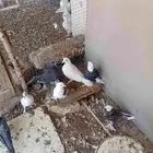 حمام مشكل وحمام فرنسي للبيع