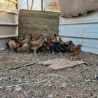 دجج بلدي كفو العمر شهرين