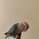أليف