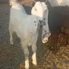 اجذعات للبيع