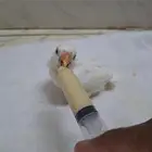 تبارك الله طيور روز للبيع فرخ واحد