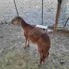 طلي سواكني حمري للبيع