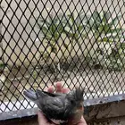 فرخ كروان هولندي ( بيعه سريعه )