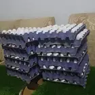 بيض مخصب بنسبه عاليه بأذن الله امهات جروم فواتح