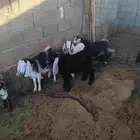 بهم للبيع 3جفار وتيس بهم نضيف