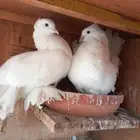 حمام   رقاص