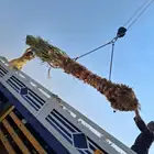 نحل برني وروثانه للبيع متر ونص