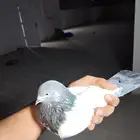 دجاج كويتي وحمام باكستاني وحمام قطيفي