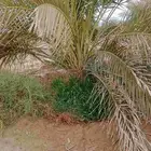 نخل صقعي العدد150