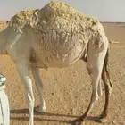 قعود للبيع