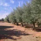 زيتون ساق واحد ميه بالميه