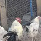 دجاج بلدي للبيع