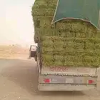 الرياض. برسيم. صافي. الشد. 85. والبرسيم. صافي. العدد. 250.