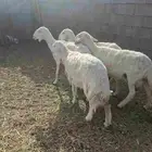 ضان حري للبيع ولد 4تحت 4سن سديس نظيف