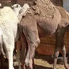 حشو فواخر