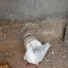 حمام فرنسي ذكر للبيع (على اسوم )
