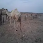 للبيع ظريبه وضحى