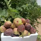 تين