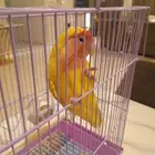 Female Rose Finch