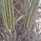 نخل البيع بجميع انواعه مكه جده وجميع مناطق المملكة