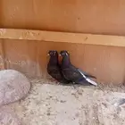 طبه قنادي كوري اساسهايقلب في الصندقه