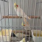 الثانين زوج والبرعه الواحد بي 300