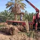 نخل برني وروثانه للبيع بسعار مناسبه