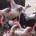 ديوك الاعمار 4 اشهر شحم ولحم ماشاءالله تبارك الله محصن بصحه