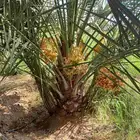 نخل مثمر للبيع اخلاص صقعي هلالي برحي نخيل سكري شيشي مجدول