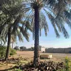 نخل عربي